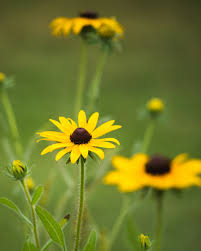 Jetzt bloom einfach bei douglas bestellen und 2 gratisproben sichern! Native Ontario Perennials Summer Blooming Ontario Native Plant Nursery Container Grown 705 466 6290