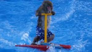 Con Khỉ - Xiếc Khỉ - Nhạc Thiếu Nhi Vui Nhộn - Tạm Biệt Búp Bê Thân Yêu -  YouTube