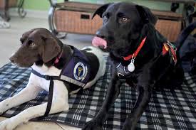 Psychiatric service dogs are a specific type of service dog. Service Dog Awareness Month What It S Really Like Having A Service Dog