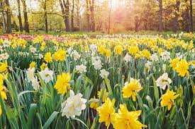 25,100+ Daffodil Field Stock Photos, Pictures & Royalty-Free Images - iStock | Daffodils, Spring, Springtime