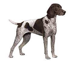 german shorthaired pointer facts