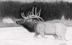 First draw a curved line on the head as a base. Bull Elk Drawing By George Sonner
