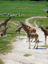 Essay animals should never be kept in zoos   Sample thesis topics Pinterest The Role of Zoos in Conservation