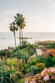 Palm Trees And Gardens At Heisler Park