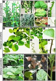 Digital images representing aerial parts of the plants: Cissus... |  Download Scientific Diagram
