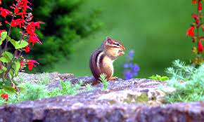 humane ways to get rid of chipmunks