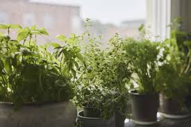 how to grow a windowsill herb garden