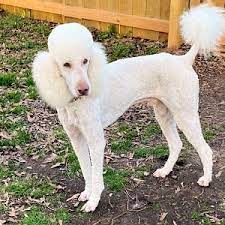 puppies east texas poodles