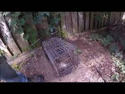 Groundhogs have a big appetite for. Woodchuck Groundhog Trap Placement Tip Youtube