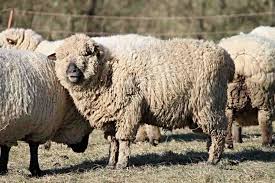 Top 50 Sheep Farming Tips Ideas And