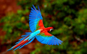 Bird In Flight Wings Macaws Long Tailed