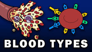 blood types abo and rh blood group