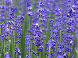 Creeping charlie is native throughout the united states. 10 Recommended Shrubs With Blue Or Lavender Flowers