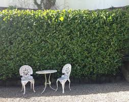 What Is The Best Evergreen Hedge For