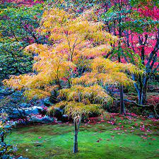 10 types of anese maples the