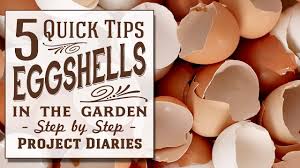 how to use eggss in the garden