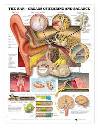 Ear Organs Of Hearing And Balance Anatomical Chart
