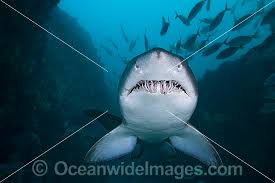 sand tiger shark grey nurse shark