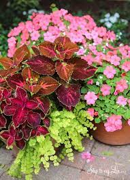 Plant Beautiful Container Gardens