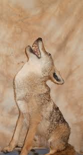 coyotes wyrick s taxidermy