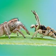 male jumping spiders court whomever