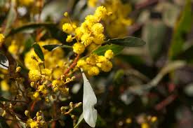 Golden Wattle: 11 Facts About Australia's National Flower