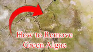 remove green algae from cement floor