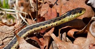 garter snakes poisonous or dangerous