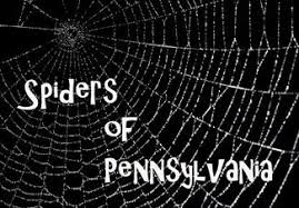 Spiders Of Pennsylvania Pennlive Com