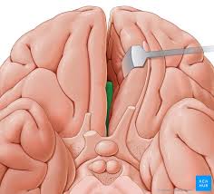 cingulate gyrus anatomy and function