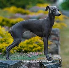 Best greyhound daily follow turn on post notifications worldwide shipping. Italian Greyhound Sighthound Breeder Sunnymoon Place