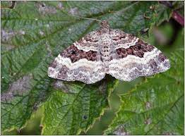 irish moths common carpet