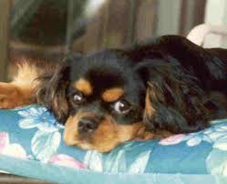Since 2003 we have been raising healthy, well socialized cavaliers. Cavalier King Charles Spaniel Breeder Breeders Puppies