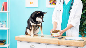 diabetic dog food for canine diabetes