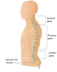 Human brains are large relative to the size of our heads, so our skulls generally look bulbous next to a human pelvis is much wider from the side with curved bones. Fractures Of The Thoracic And Lumbar Spine Orthoinfo Aaos