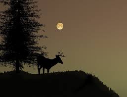 How Moon Phases Affect Deer Movement Outdoor Canada