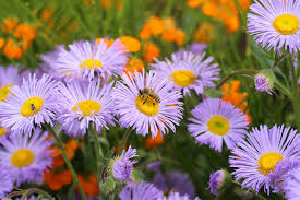 How To Attract Bees And Other Pollinators To Your Garden