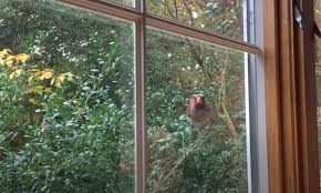 Meanings Of Bird Knocking On Window