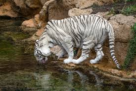 white tiger drinking water background