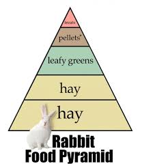 rabbit t recommendations arizona