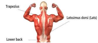 Use your back muscles to draw the weight up to touch your chest while keeping your elbows tucked in close to your body. Get A Sculpted Back With Weight Training Thehealthsite Com