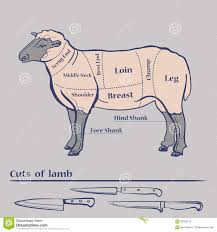 Vector Lamb Cuts Diagram Stock Vector Illustration Of Knife