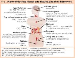 the endocrine system and hormones