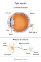 Optic Nerve: What It Is, Function, Anatomy & Conditions