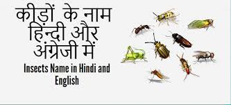 Insects Images With Names Chart Best Image Home In The Word