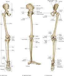 What are the two bones in the lower arm called : Hip Thigh Atlas Of Anatomy