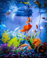 aquarium filter for your fish tank