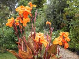 Plants For Adelaide Gardens Plants