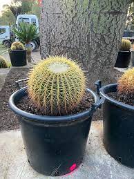 This is actually a pincushion cactus and i have never had that, but barrel cactus is pretty good. Golden Barrel Cactus Designer Trees Australia