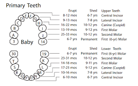 15 Bright Pediatric Tooth Chart Letters